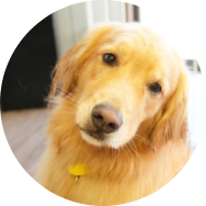 大勢の動物がいる場所が苦手な子