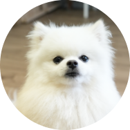 忙しい飼い主さま