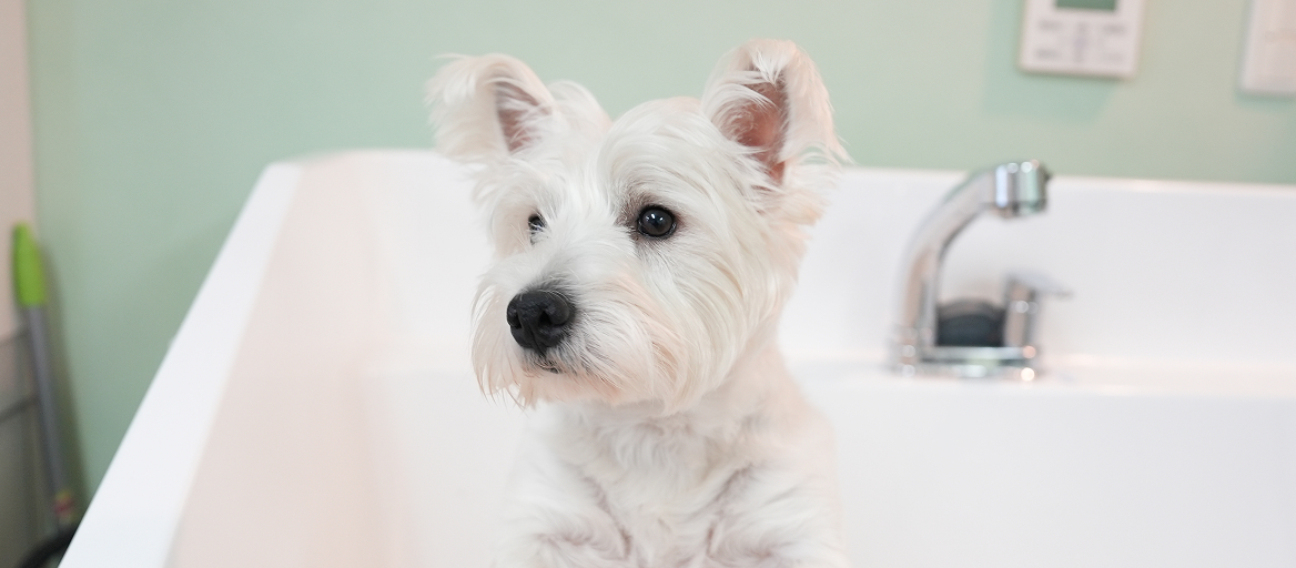 セルフシャンプー