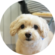 音に敏感で、環境に慣れにくい子