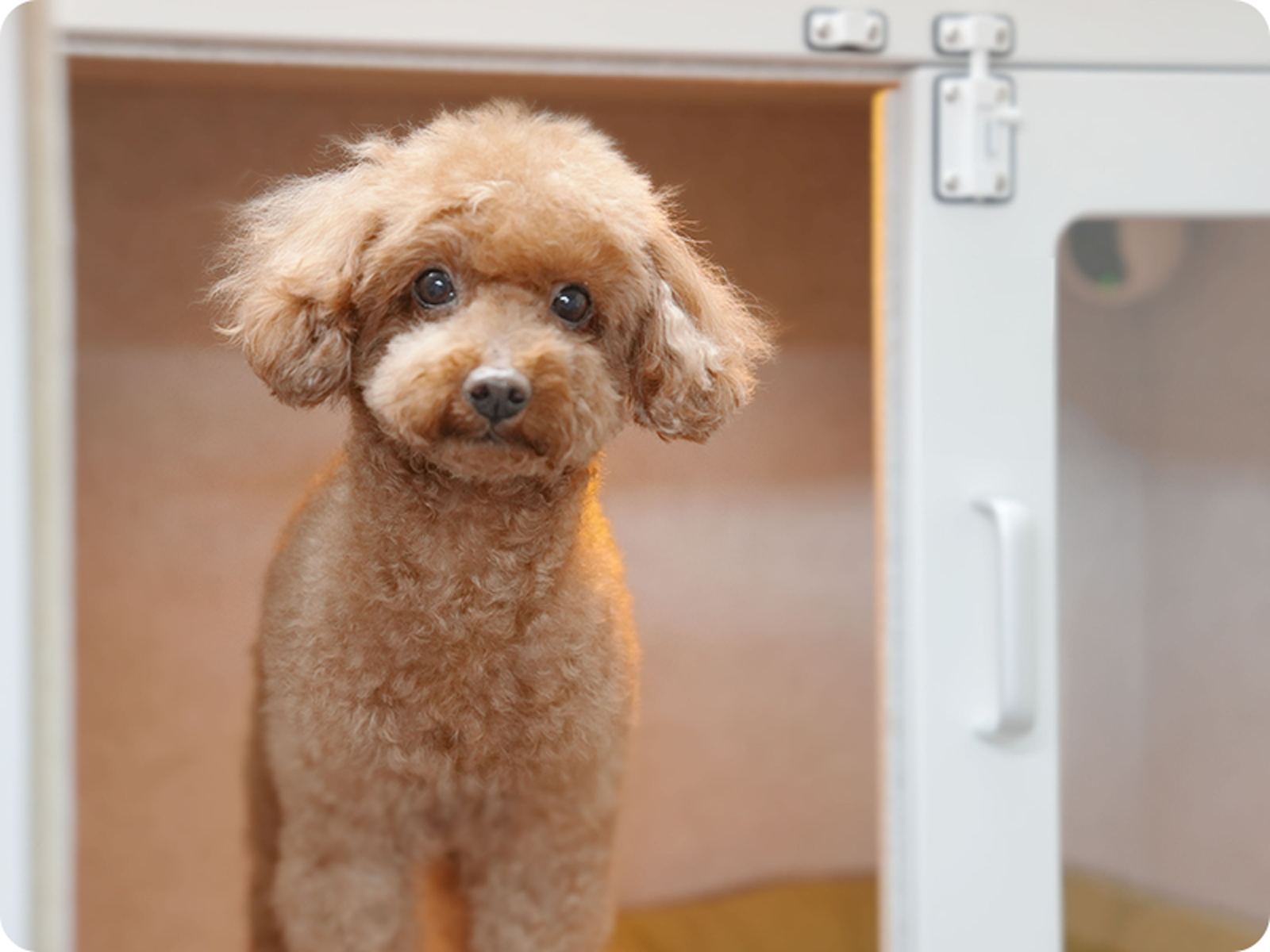 防音ケージのペットホテル